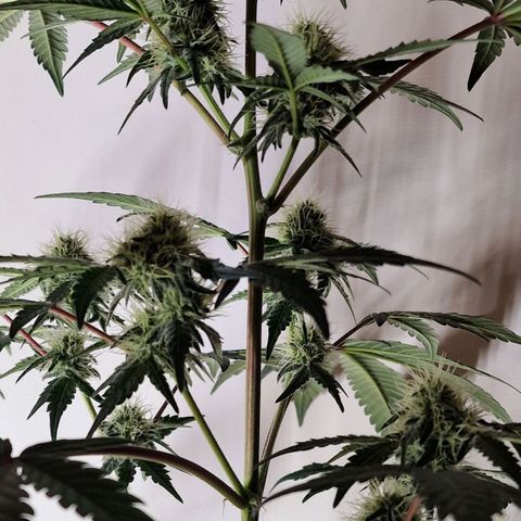 CG - El valle haze growlog timeline photo