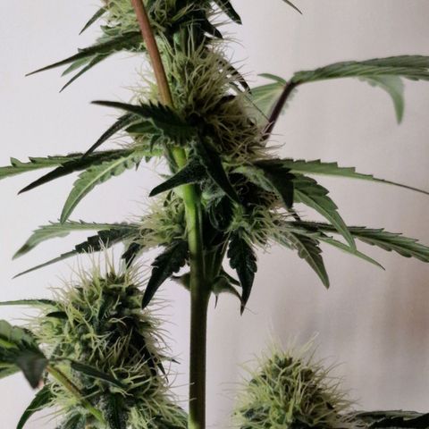 CG - El valle haze growlog timeline photo