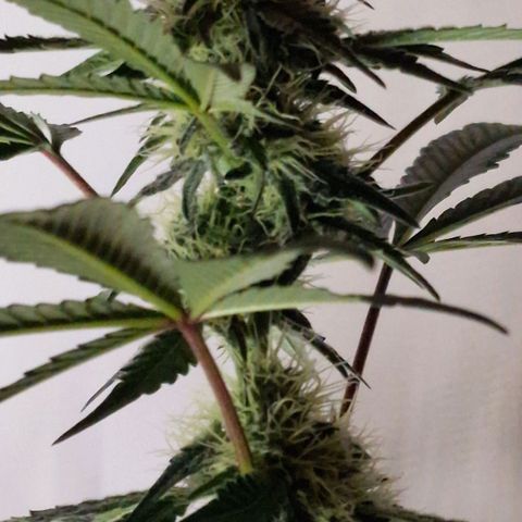 CG - El valle haze growlog timeline photo