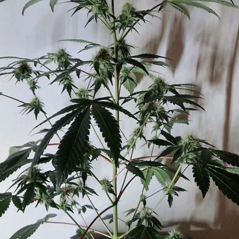 CG - El valle haze growlog timeline photo