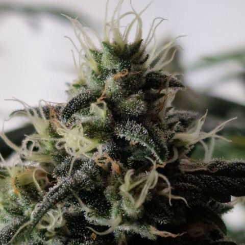 CG - El valle haze growlog timeline photo