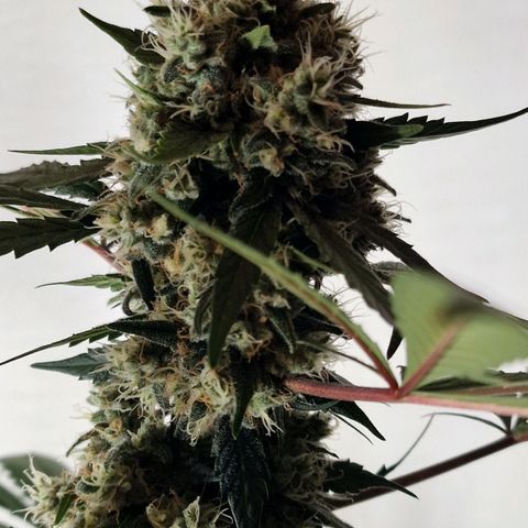 CG - El valle haze growlog timeline photo