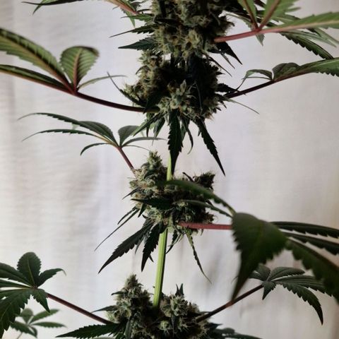 CG - El valle haze growlog timeline photo