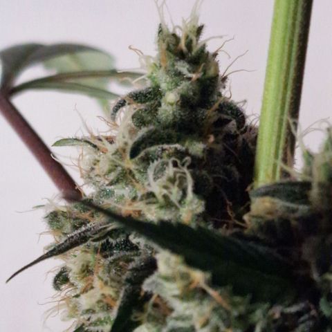 CG - El valle haze growlog timeline photo