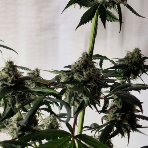 CG - El valle haze growlog timeline photo