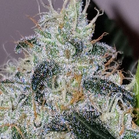 CG - El valle haze growlog timeline photo