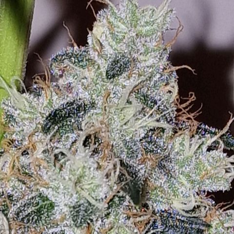 CG - El valle haze growlog timeline photo