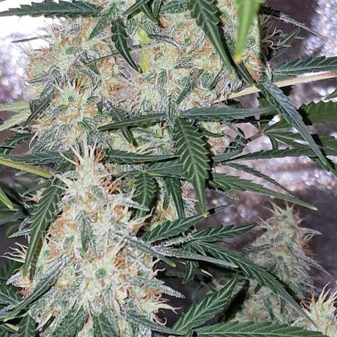 CG - El valle haze growlog timeline photo