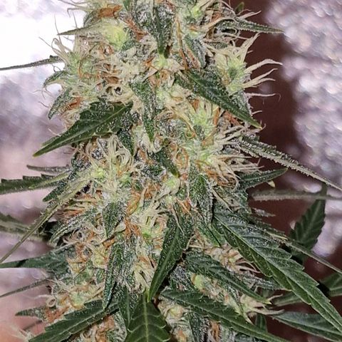 CG - El valle haze growlog timeline photo