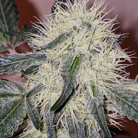 CG - El valle haze growlog timeline photo