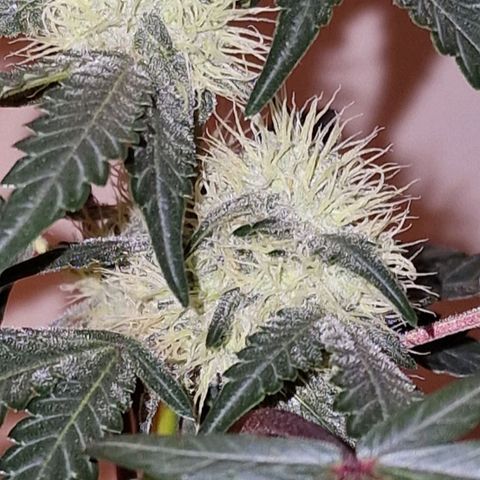 CG - El valle haze growlog timeline photo