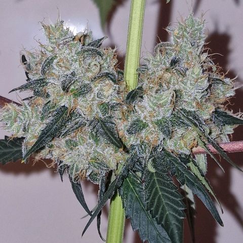 CG - El valle haze growlog timeline photo