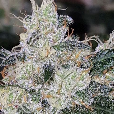 CG - El valle haze growlog timeline photo