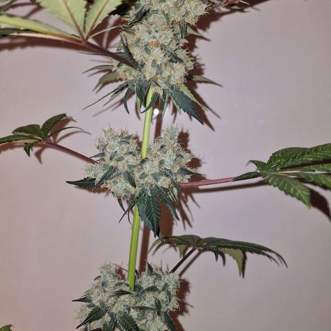 CG - El valle haze growlog timeline photo