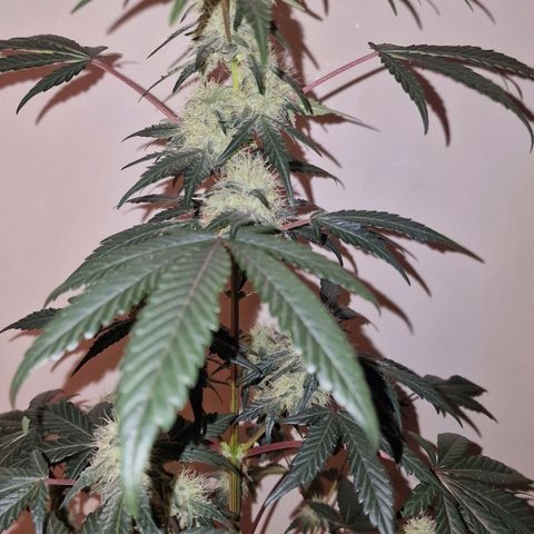 CG - El valle haze growlog timeline photo