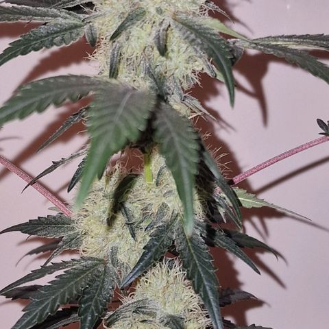 CG - El valle haze growlog timeline photo