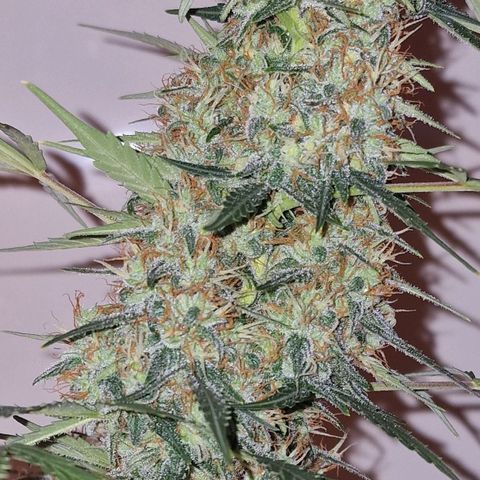 CG - El valle haze growlog timeline photo