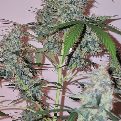 CG - El valle haze growlog timeline photo