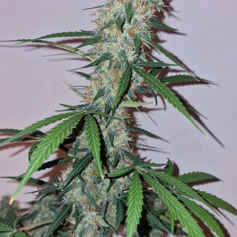 CG - El valle haze growlog timeline photo