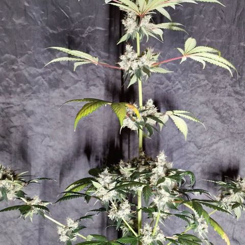 CG - El valle haze growlog timeline photo