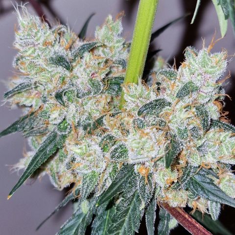 CG - El valle haze growlog timeline photo