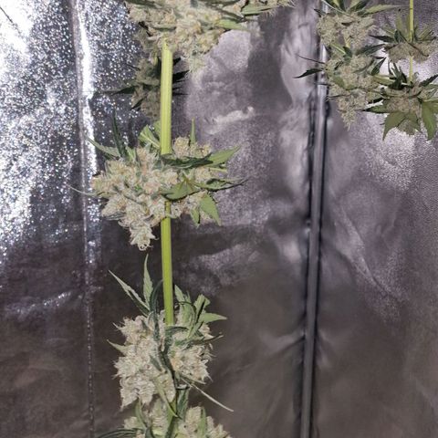 CG - El valle haze growlog timeline photo
