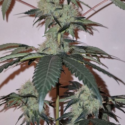 CG - El valle haze growlog timeline photo