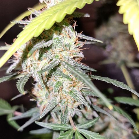 CG - El valle haze growlog timeline photo