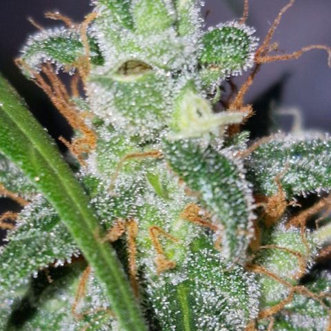 CG - El valle haze growlog timeline photo