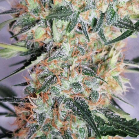 CG - El valle haze growlog timeline photo