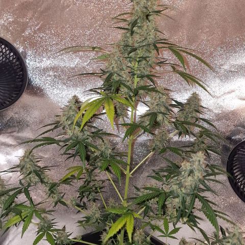 CG - El valle haze growlog timeline photo
