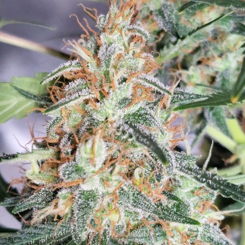 CG - El valle haze growlog timeline photo