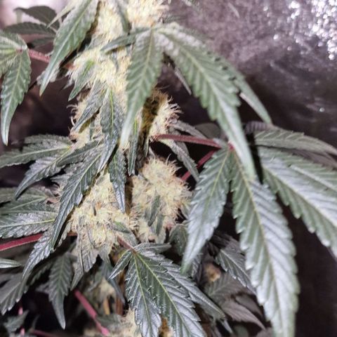 CG - El valle haze growlog timeline photo