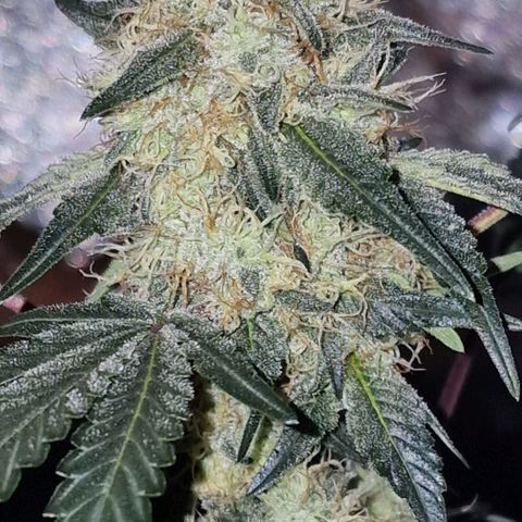CG - El valle haze growlog timeline photo