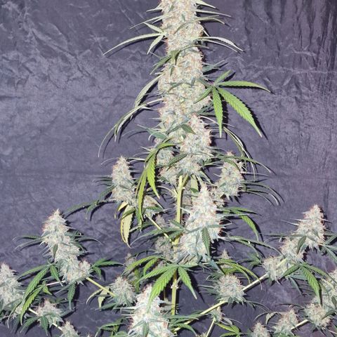 CG - El valle haze growlog timeline photo