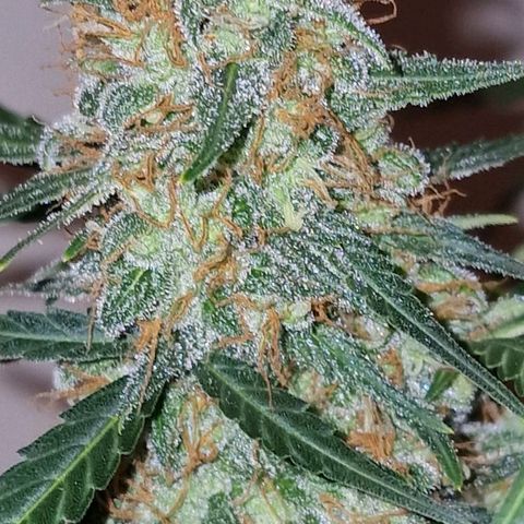 CG - El valle haze growlog timeline photo