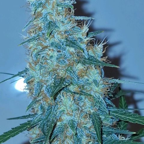 CG - El valle haze growlog timeline photo