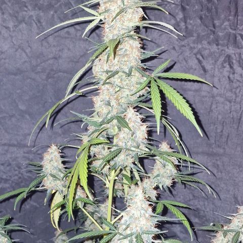 CG - El valle haze growlog timeline photo