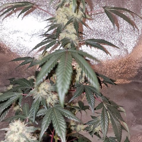 CG - El valle haze growlog timeline photo