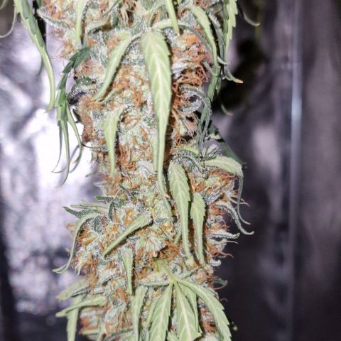 CG - El valle haze growlog timeline photo