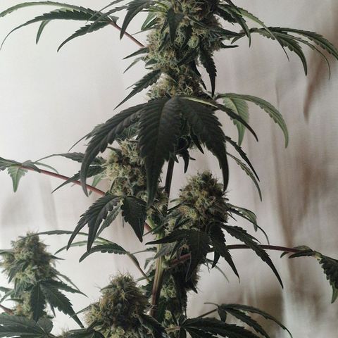 CG - El valle haze growlog timeline photo