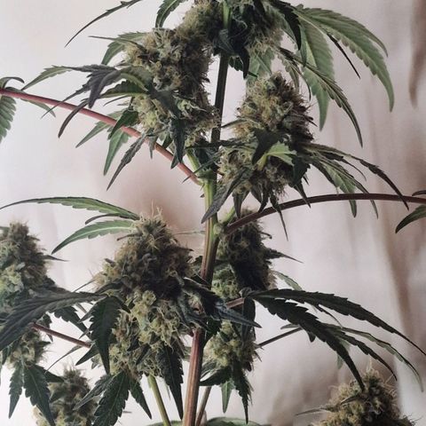 CG - El valle haze growlog timeline photo