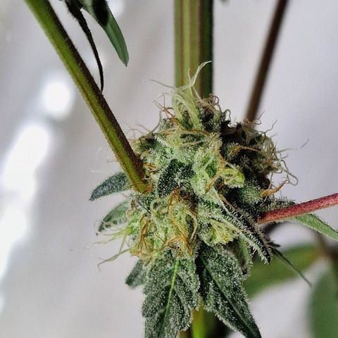 CG - El valle haze growlog timeline photo