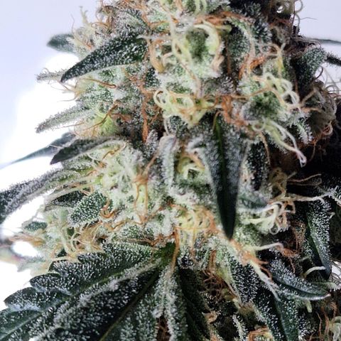 CG - El valle haze growlog timeline photo