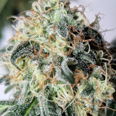 CG - El valle haze growlog timeline photo