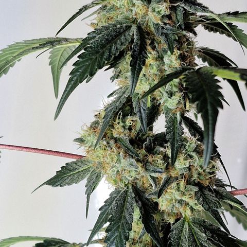 CG - El valle haze growlog timeline photo