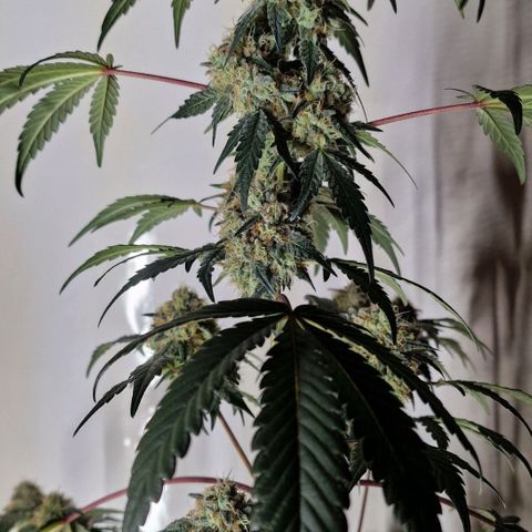 CG - El valle haze growlog timeline photo