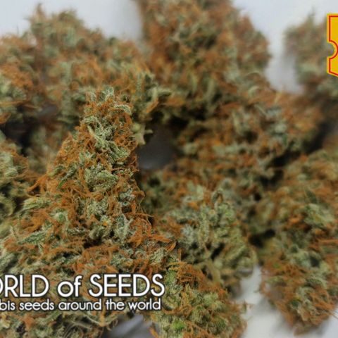 CG - El valle haze growlog timeline photo
