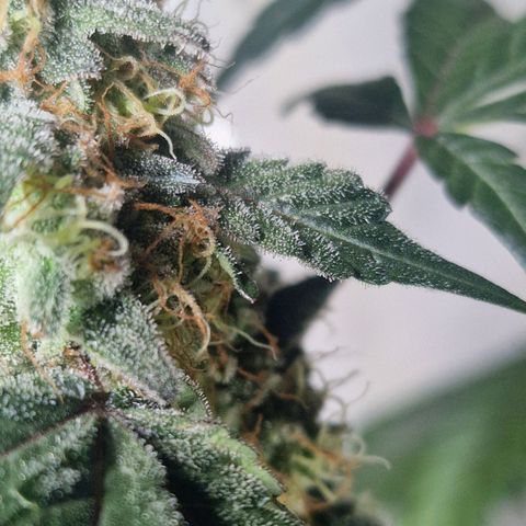 CG - El valle haze growlog timeline photo