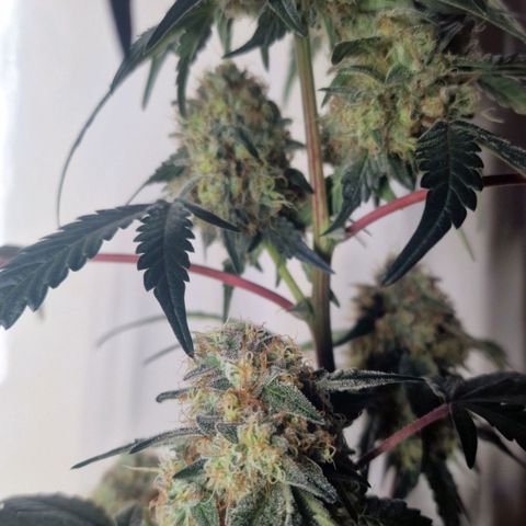 CG - El valle haze growlog timeline photo